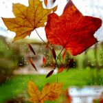 553315961 860578789645428 6353489934420569224 n